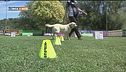 L'Educa-cani