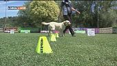 L'Educa-cani
