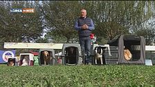 L'Educa-cani