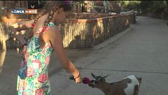 Relax tra gli animali