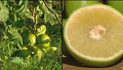 Puntata del 28 gennaio