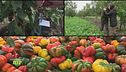 La delizia del pane cafone