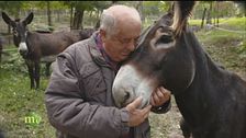 Gli asini di Monte Baducco