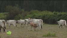 Allevamento e agricoltura nel parco di San Rossore