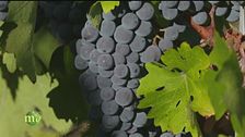 Tradizione vinicola