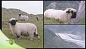 Il salamino Kaminwurz