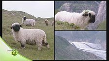 Il salamino Kaminwurz