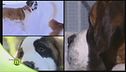 Le caratteristiche del cane San Bernardo