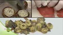 Le ricette con i funghi