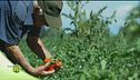 La lavorazione del pomodoro