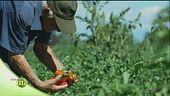 La lavorazione del pomodoro