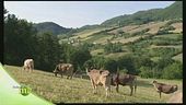 Asparago di Badoere
