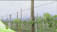 La raccolta dell'uva