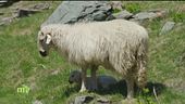Valle Antrona e stambecchi arrampicatori