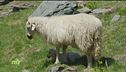 Le mele della Valtellina