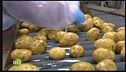 Specialisti delle patate