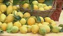 Limoni