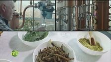 Il gin del Trentino