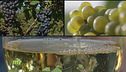 Il piacere del vino