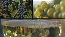 Il piacere del vino