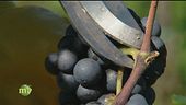 Assistiamo alla vendemmia