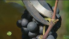 Assistiamo alla vendemmia