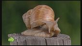 Rinvicita agricola
