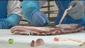 I salumi piacentini