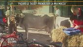 La mucca Onesta