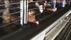 Allevamento di galline, blitz di un animalista