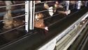 Allevamento di galline, blitz di un animalista