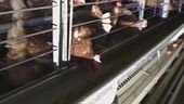 Allevamento di galline, blitz di un animalista