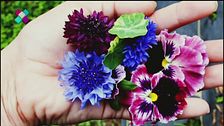 Sboccia il Flower Power