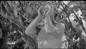 Da "Tarzan" a "Marcellino Pane e Vino"