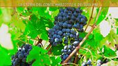 La storia del conte Marzotto e dei suoi vini