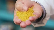 La bottarga di Muggine