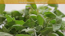 Le virtù della salvia