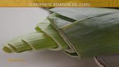 I benefici del porro
