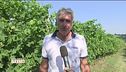 Le aziende reclamano i voucher