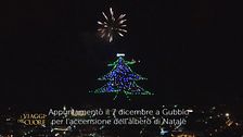 Una albero da primato