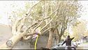Roma, fronde pericolose