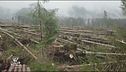 La foresta devastata