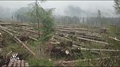 La foresta devastata