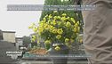 Rissa al cimitero