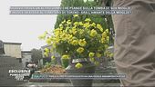 Rissa al cimitero