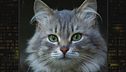 Il fascino del gatto...