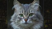 Il fascino del gatto...