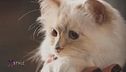 Il fascino del gatto tra moda e letteratura