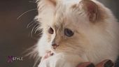 Il fascino del gatto tra moda e letteratura