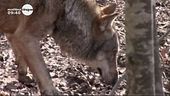 Fugatti si candida in Trentino per le provinciali